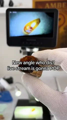 This is  #livestream #amberbugs #Insectsinamber #AmberWithInsects 