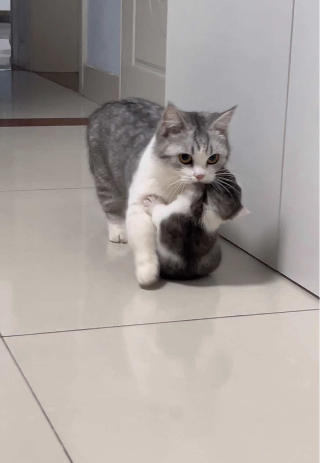 #cutecat #funny #cat #catsoftiktok 