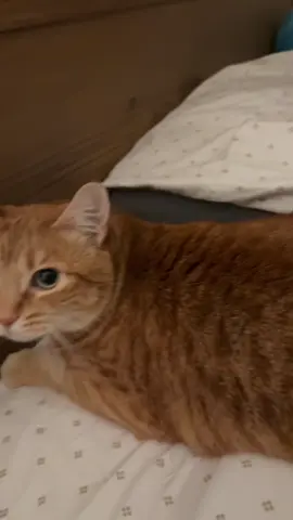 Under appreciated and over stimulated. 🐈 #catsoftiktok #cat #fiesty #orangetabby #orangecat 