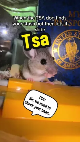 Cuz what kind of TSA dog turns away a mom looking for a better life for her children? Not this TSA dog, he didnt see NOTHIN! 🤐