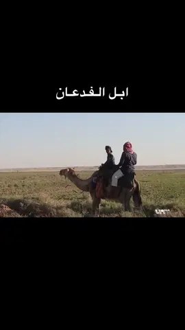 #عنزه #الفدعان #الابل #اكسبلورexplore #fyp 