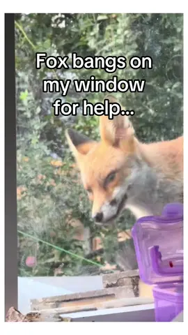 She didn’t know how to hunt #wholesome #animals 