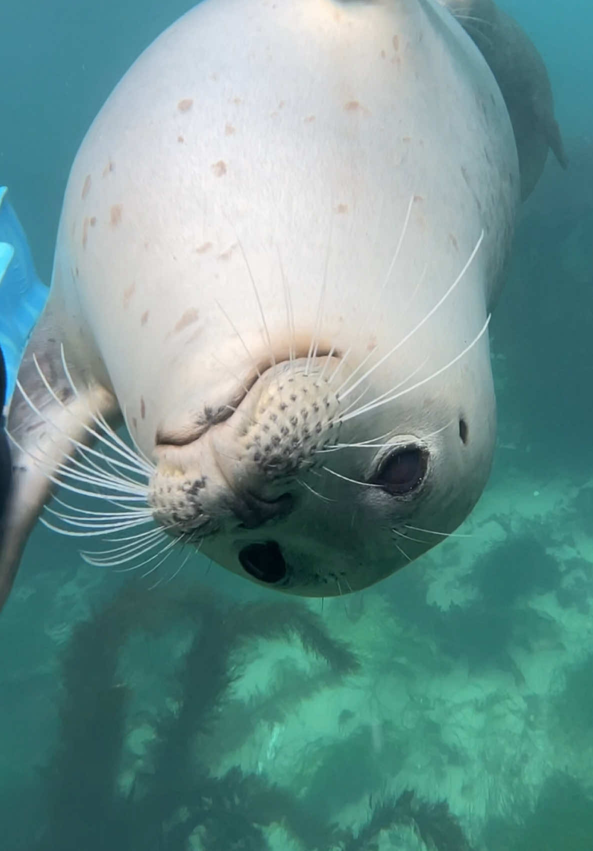 Boo and Snowy #seal 