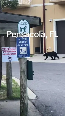 Spotted by the beach in Pensacola. Must’ve lost his leash  #bear #pensacola #pensacolabeach #jet2holidays 