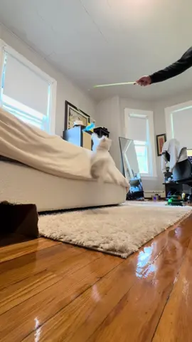 Duke zoooomies #kitten #ragdoll 