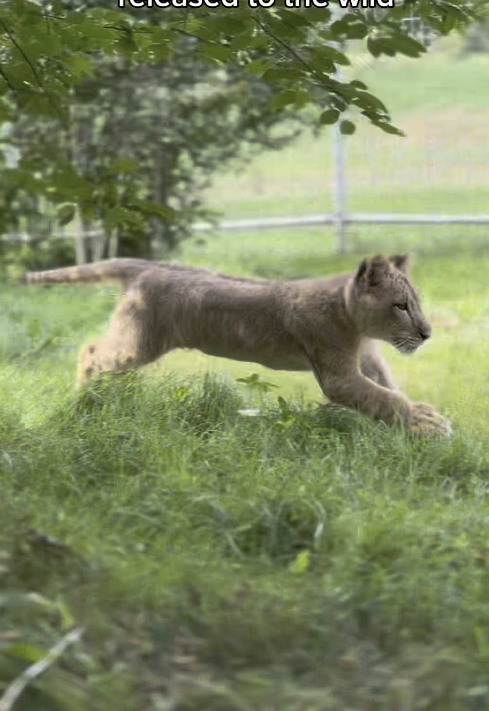 Soon, Mango’s little field trips will turn into full-time living in a big cat habitat! 🥹🥭🌿 #lion #lioncub #babylion #lions #lionbaby #lioncubs #cub #tigercubs #tigercub #babyanimals #orphanedbabies #younglions #younglion #wildlifephotography #orphanedwildlife #wildliferescue #rescuedcat #animalsantuary #mightymango #wildcatsanctuary #minnesotanonprofit #animalrescue