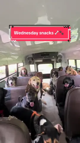Wednesday snacks! Thank you Catherine Hayward! 🦴🐾 #dogpack #dogsnacks #dogwalker 
