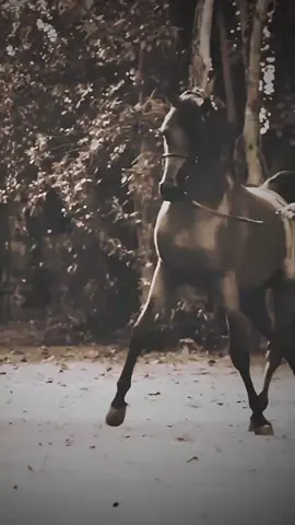 أنا ما أخجل من الأشياء البسيطة إللي أقدمها #تركي_بن_عاصم #عاشق_الخيل 
