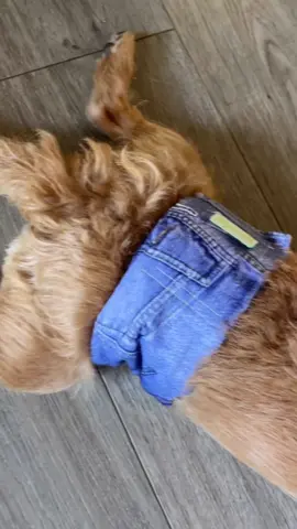 His jeans are blue 🤭👖 #americaneagle #fyp #sydneysweeney #jeans 