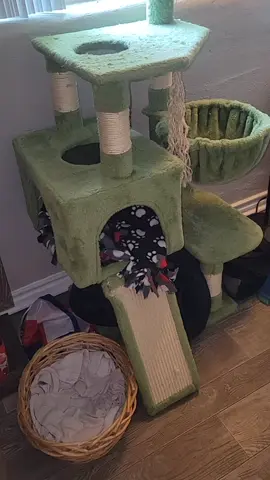 That's free real-estate.  #cat #catsoftiktok  #kittensoftiktok   #ififitsisits  #kitten 