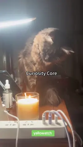 curious cats. #funnycat #funnyvideos #funnytiktok #catlover #foryou 