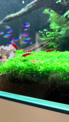 Freaky crustacean #aquascape #fishtank #aquarium #fyp #tiktok 
