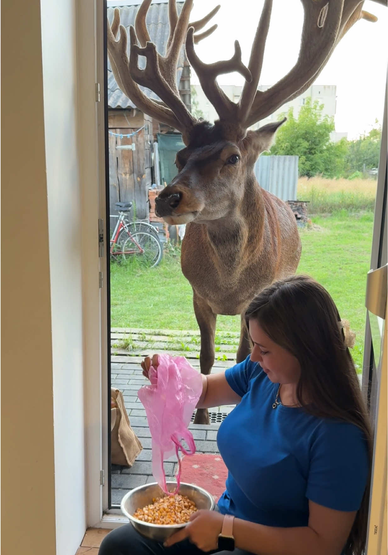 Олень Борис має завжди хороший апетит (липень 2025) I have more videos with deer on  my YouTube. link in the profile header or search by nickname 👉 irysik3076 #irysik3076 #deer #animals #олень #оленьборис    