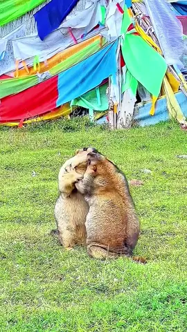 #marmot #groundhog #cuteanimals #fyp 