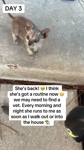 #cat #kittensoftiktok #catsoftiktok #vet Hopefully she visits again. It’s always as I’m leaving for work. 