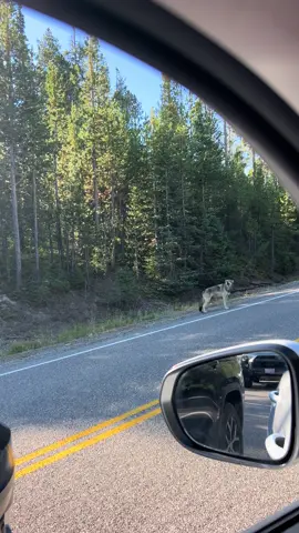 one of the coolest things we saw in yellowstone 🐺 #fyp #nationalpark #yellowstone #wolf #wolves 