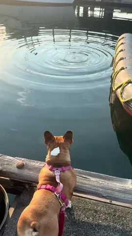 Burger loves her sea burgers #dog #seal 