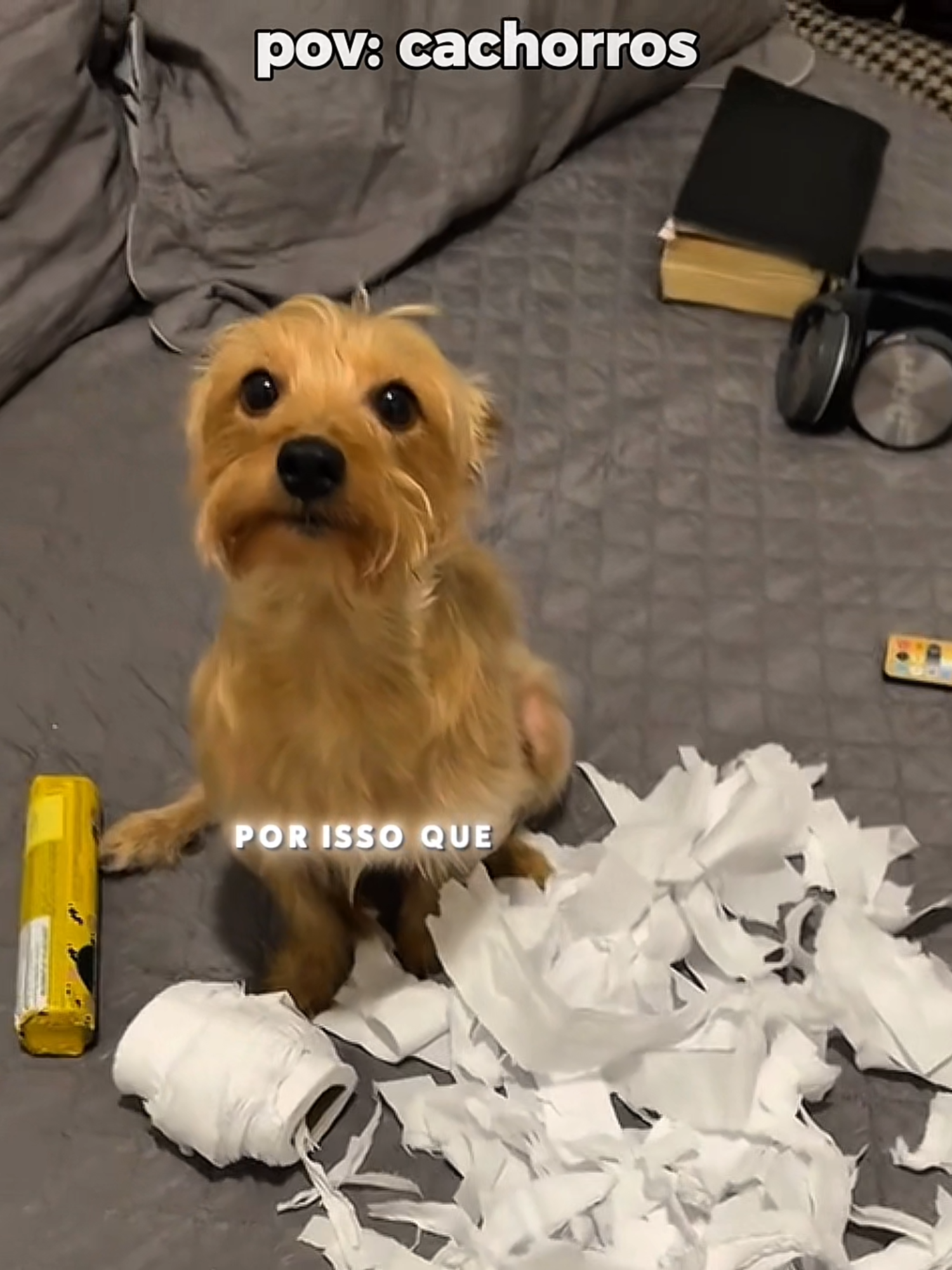 esses dogs 😅❤️| #dog #pov #funny #viral #moments #perolas