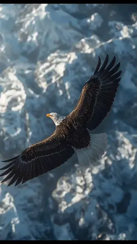 #eagles #creatorsearchinsights #wildlifephotography #seahawks  #nature 