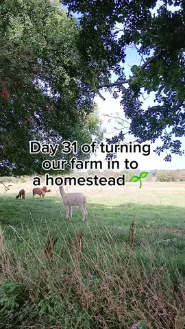 Day 31 of turning our farm in to a homestead! 🌱I needed a fun day to recharge and get some energy and motivation back. I've been feeling a little burnt out recently.  Today we had a baking day, and we discovered new trees on the farm!  I can't wait for those hazelnuts to be ready!  Anybody got any amazing apple recipes? I'm in need of some apple inspiration 👀  #homesteading #farmtok #growyourown #foraging  #fyp 