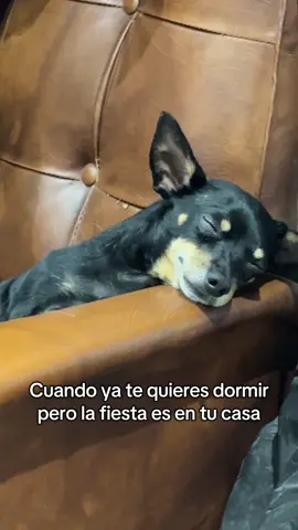 Ya no estamos en edad de trasnochar  dice Brunito jajajajajaja    #perros #dogsoftiktok #humor #fy 