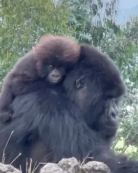 Gorilla trekking  For booking or inquiries  Video credit @dr.evanantin  Email: info@kisembosimbauganda.com What’s app: +256773286136 www.kisembosimbauganda.com #askmeaboutuganda #visituganda #creatingmemories #travelphotography #bwindiimpenetrableforest        