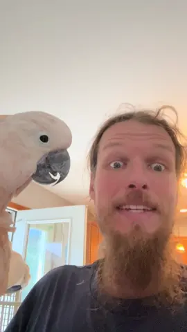 Update on Beauregard the ##Cockatoo