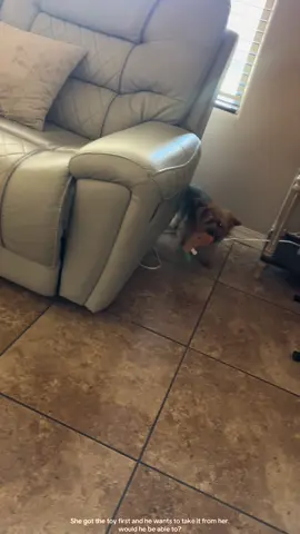 #welcometojurassicpark #goldenretriever #yorkieterrier 