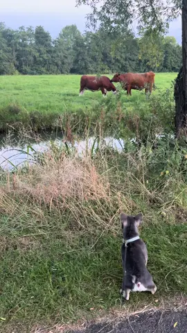 As you can see, Frenkies loves cows 🐮 #frenchbulldog #cows #naturelover #watchdog #fyp 