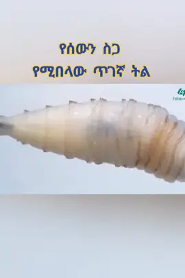 የሰውን ስጋ ሚበላው ጥገኛ ትል #parasite  #fyppppppppppppppppppppppp  #nejadire #ethiopian_tik_tok #viral 
