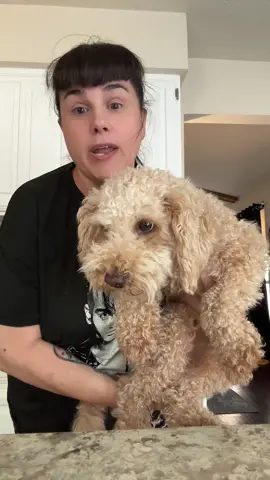 😂 Winnie was over it! #labubu #dog #pup #goldendoodle 
