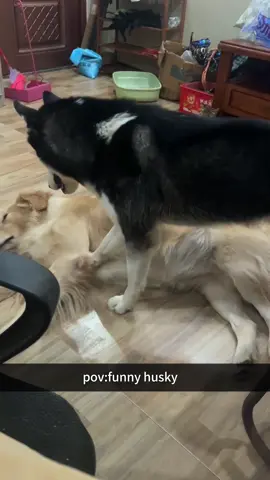 Dogs acting like they’ve got more important places to be 😂 #DogComedy #PuppyLove #DogLife #FunnyDogs #DogHumor 