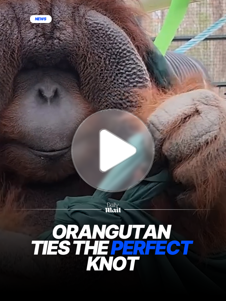 Intelligent orangutan stuns zoogoers by tying the perfect knot #zoo #orangutan #smart 