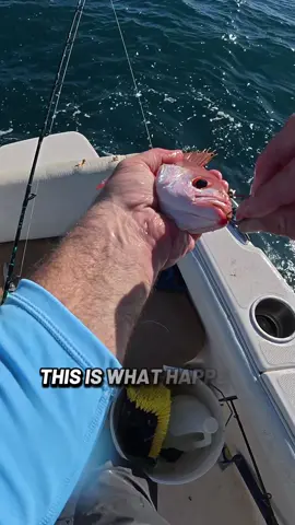 This Is What Happens When You Use Live Snapper For Bait on a Florida Reef! #Fishing #fyp #saltwaterfishing #giant 