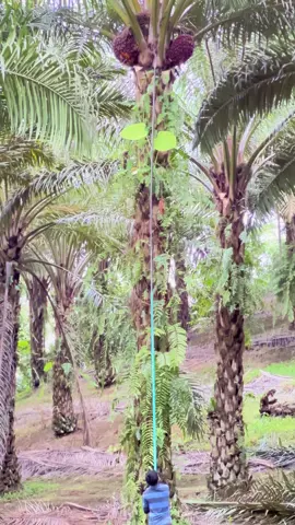 🚀🌴💸#fyp#fypp#kulisawit🌴#bosmudasawit#sawitsumatra 