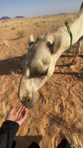 مثل الحلم لكن واقعيه . #fyp #like #pov #4u #🐪 