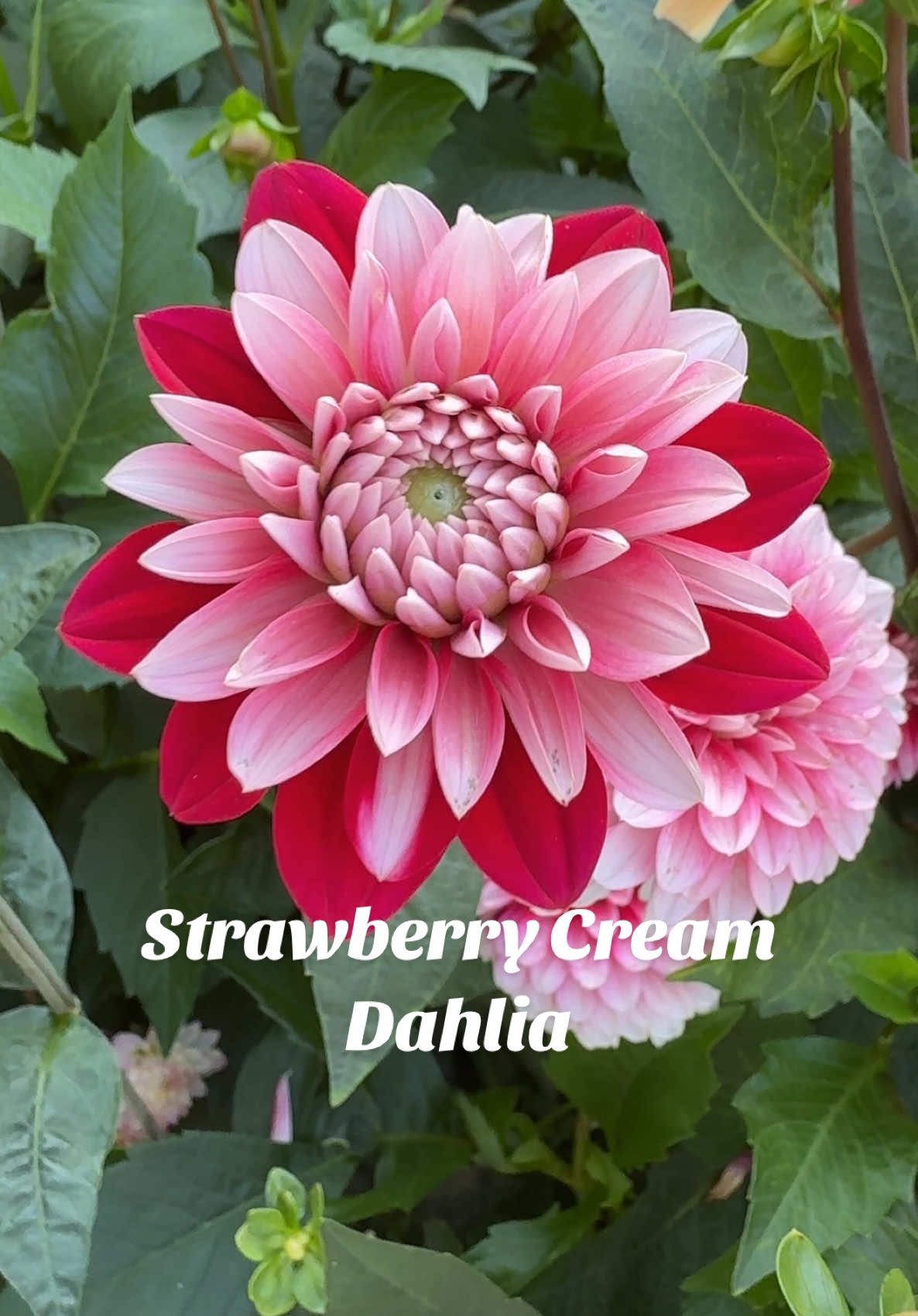 Strawberry Cream dahlia 🍓💖 One special flower among all the others 🌸✨  #dahliaseason #dahlia #strawberrycreamdahlia #tuin #dahlialover 