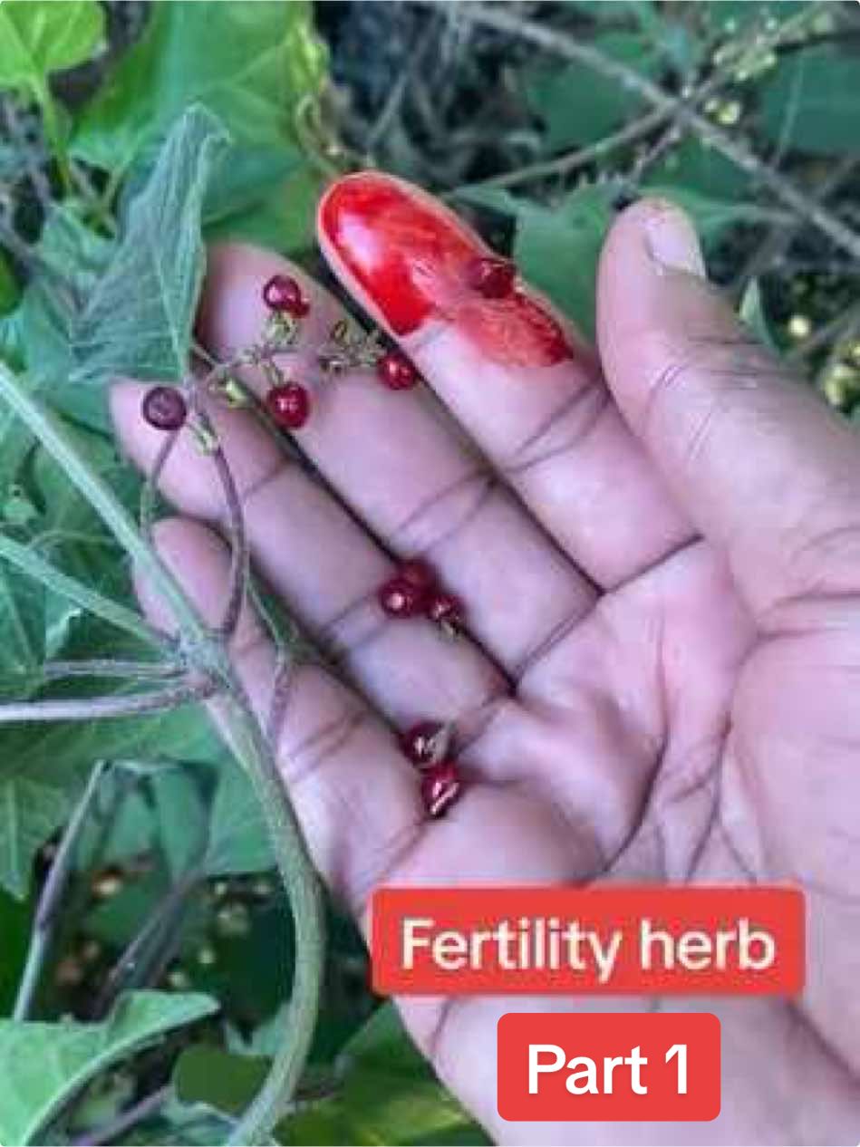 Kano okamanyi? #fyp #HerbalRemedy #foryou #fertility #fyppppppppppppppppppppppp 