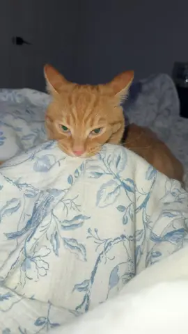 Look at it!  #catsoftiktok 