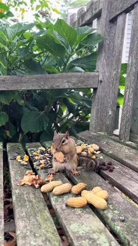 Picnic on the bench. #animals #cute #relaxing #fyp #joy 