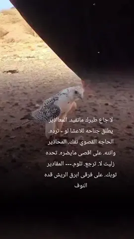 #شعر 