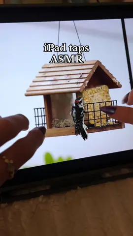 Hi friends! I am terribly sorry that I’ve been MIA for a week. But I’ve been spending some quality time with my boyfriend in Denmark and it’s been magical ❤️ enjoy some tapping on my random bird photography (the close to get to 30 years old the more I love birds) #asmr #tappingasmr #relaxingvideos #notalkingasmr #satisfying 