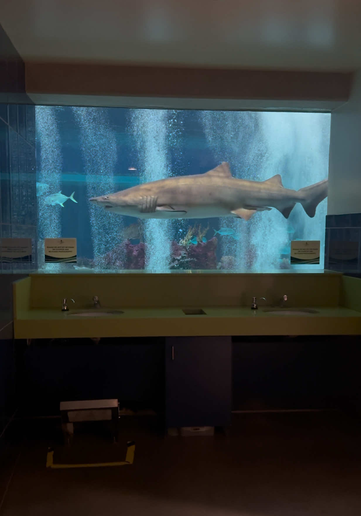 I've been going here for years and it still gets me every time 🤩 #odyseaaquarium #sharkweek #aquarium #scottsdalearizona 