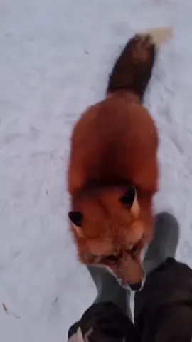 Foxes