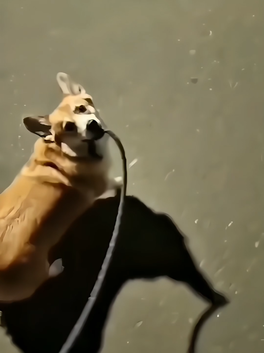 when your dogs can understand English  #dogsoftiktok #funnydogs #funnyanimals #funny #dogs 