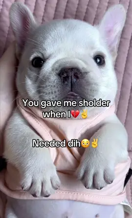 Dih🫩💔✌️ #gmail#pibble #Love#animals#animalmeme#brainrot #silly#opiumanimals#rizz#gyatt#funn y#foryou#typ#tbh#meme#gang#bluelock #Soccer#football#music#edit