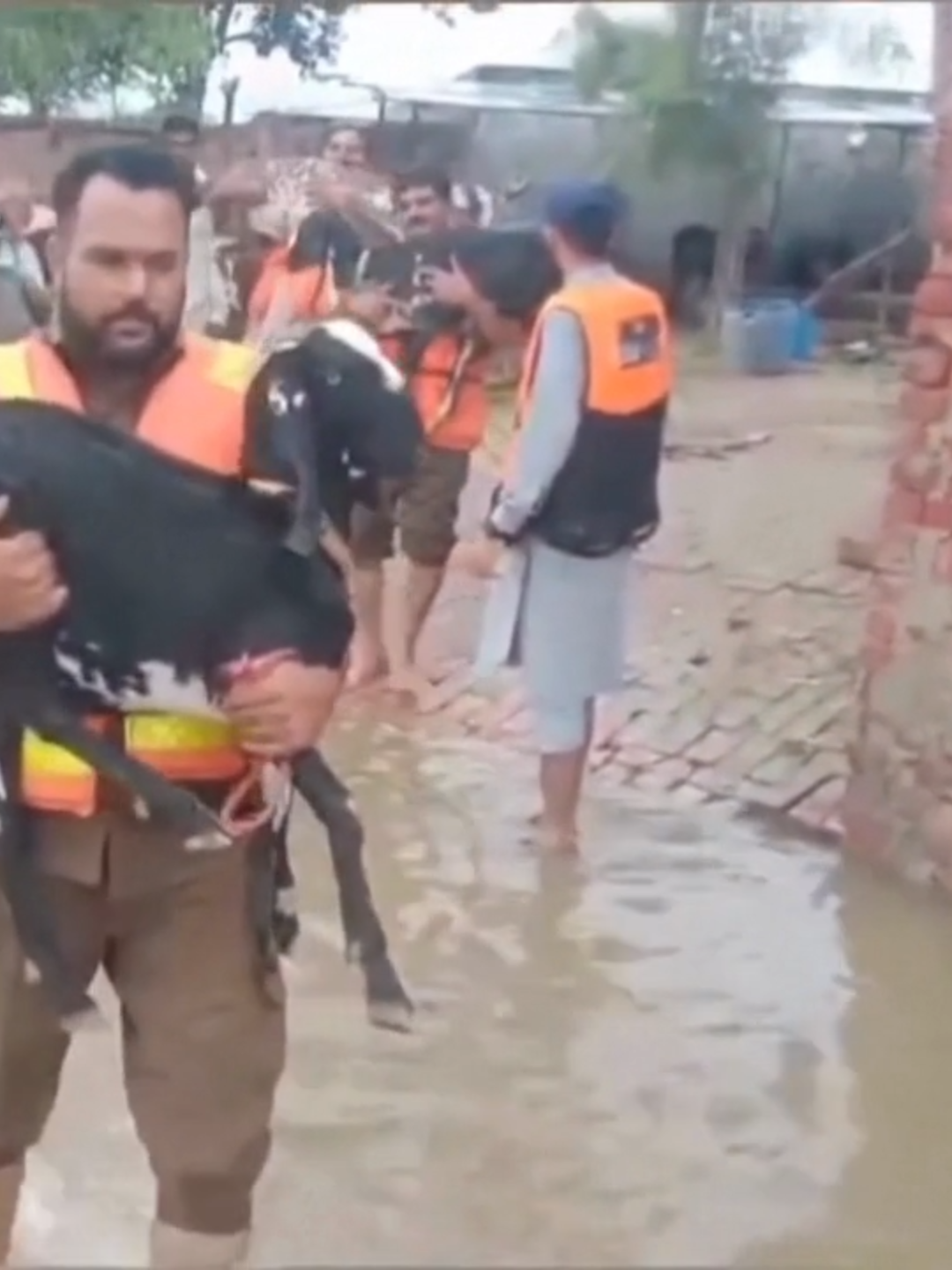 Residents evacuated with their belongings and livestock in eastern Pakistan’s Kasur district on Tuesday, August 26, as video and still photographs released by the Punjab Police showed. The country said it was facing a “very high to exceptionally high” danger of flooding due to a combination of heavy rains and India’s decision to release waters from two dams. India and Pakistan have been ravaged by intense monsoon rains and flooding in recent weeks. The release of excess water from India's dams threatens to further flood parts of Pakistan's Punjab province, which serves as the country's breadbasket and is home to half of its 240 million people.  Pakistan's Provincial Disaster Management Authority said late on Tuesday that India had opened all the gates of its Thein Dam on the Ravi River. India's water resources ministry did not immediately respond to a request for comment. | via Reuters Video courtesy: Punjab Police Handout via Reuters #GMAIntegratedNews
