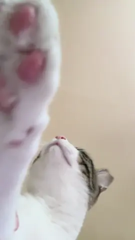 Smashing that follow back button to all my feline friends 🐈 #catsoftiktok #kittycatsoftiktok #newfriends #fyp #catlover 