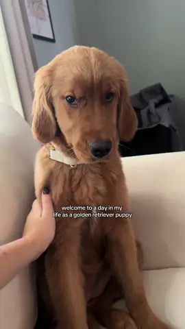 A typical day in the life of my sassy golden retriever puppy, Mango 🥭🐾 #dayinmylife #goldenretriever #goldenretrieverpuppy #puppy #funnydog 