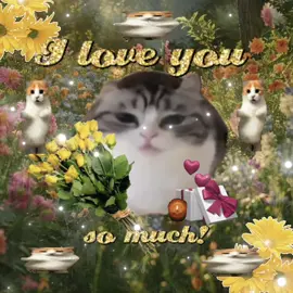 yessss 🐈🐈 #viralcat #catsoftiktok #sillycatsoftiktok #catlover #sillycat 